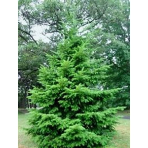 DAGLEZJA cytrusowy zapach igieł - sadzonki 50 / 80 cm